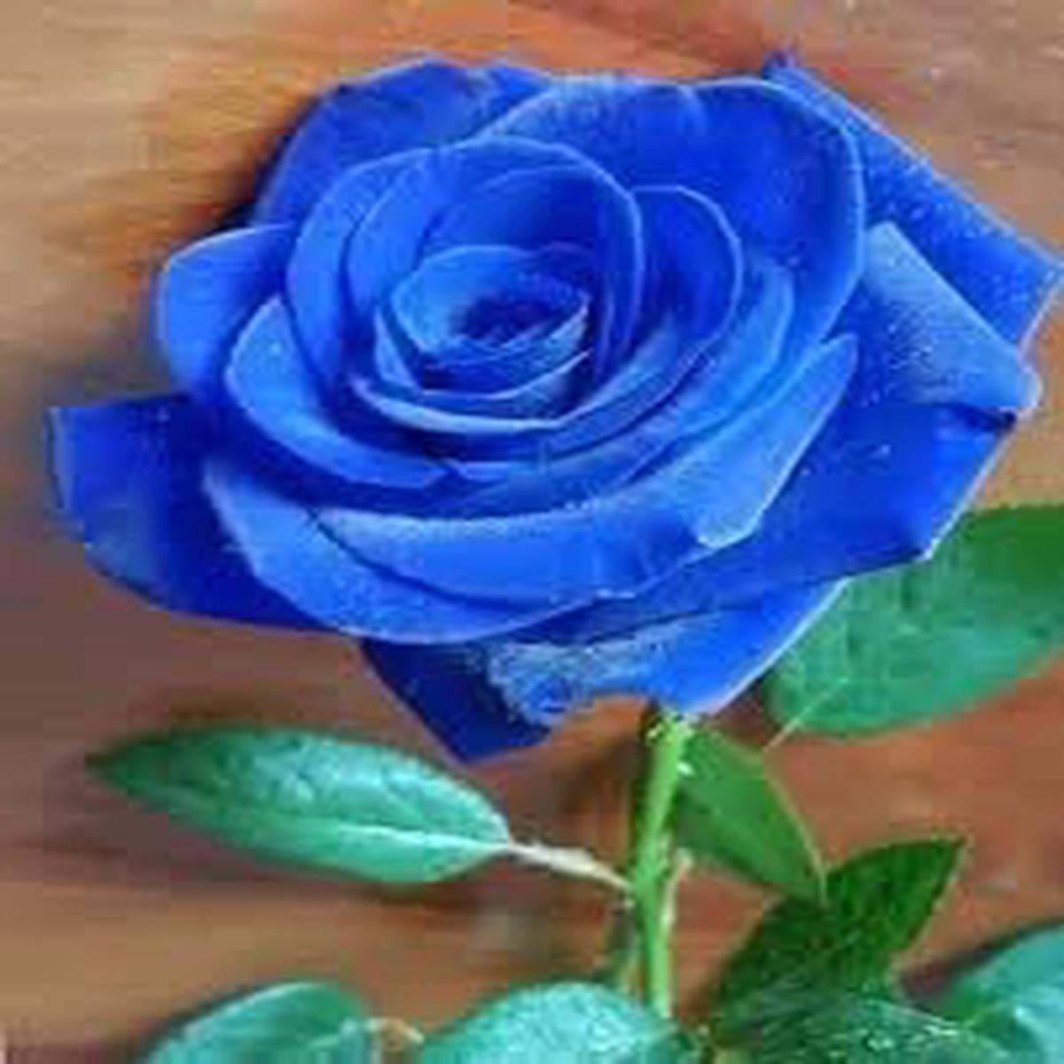 Dark Blue Rose Flower Seeds for Planting Heirloom, Non-GMO, Hardy Organic Garden Seeds