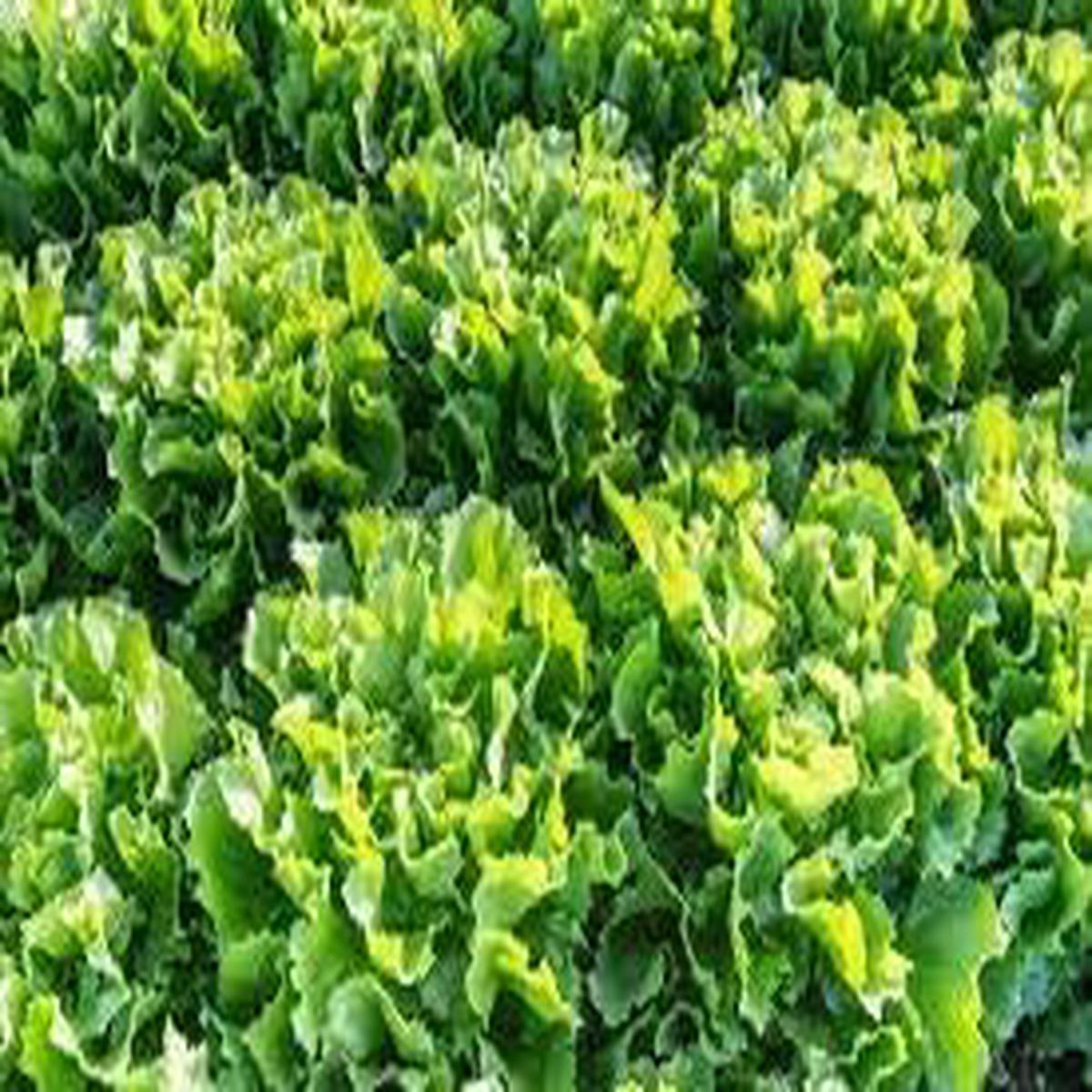 Endive Escarole Vegetable Seeds for Planting Heirloom Non-GMO Organic Garden Seeds Bitter Leafy Greens