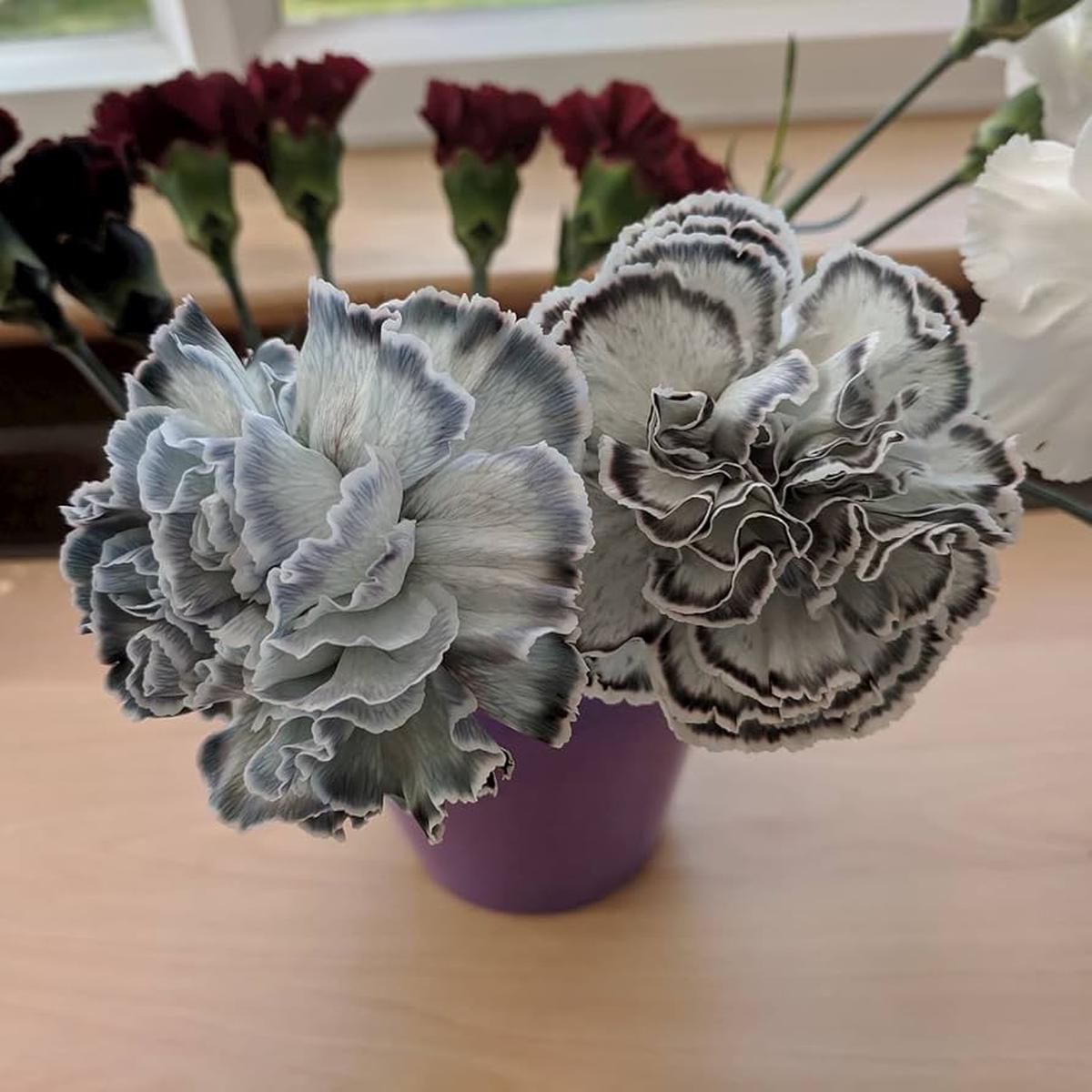 Gray Carnation Flower Seeds for Planting Heirloom, Non-GMO, High Germination Garden Seeds