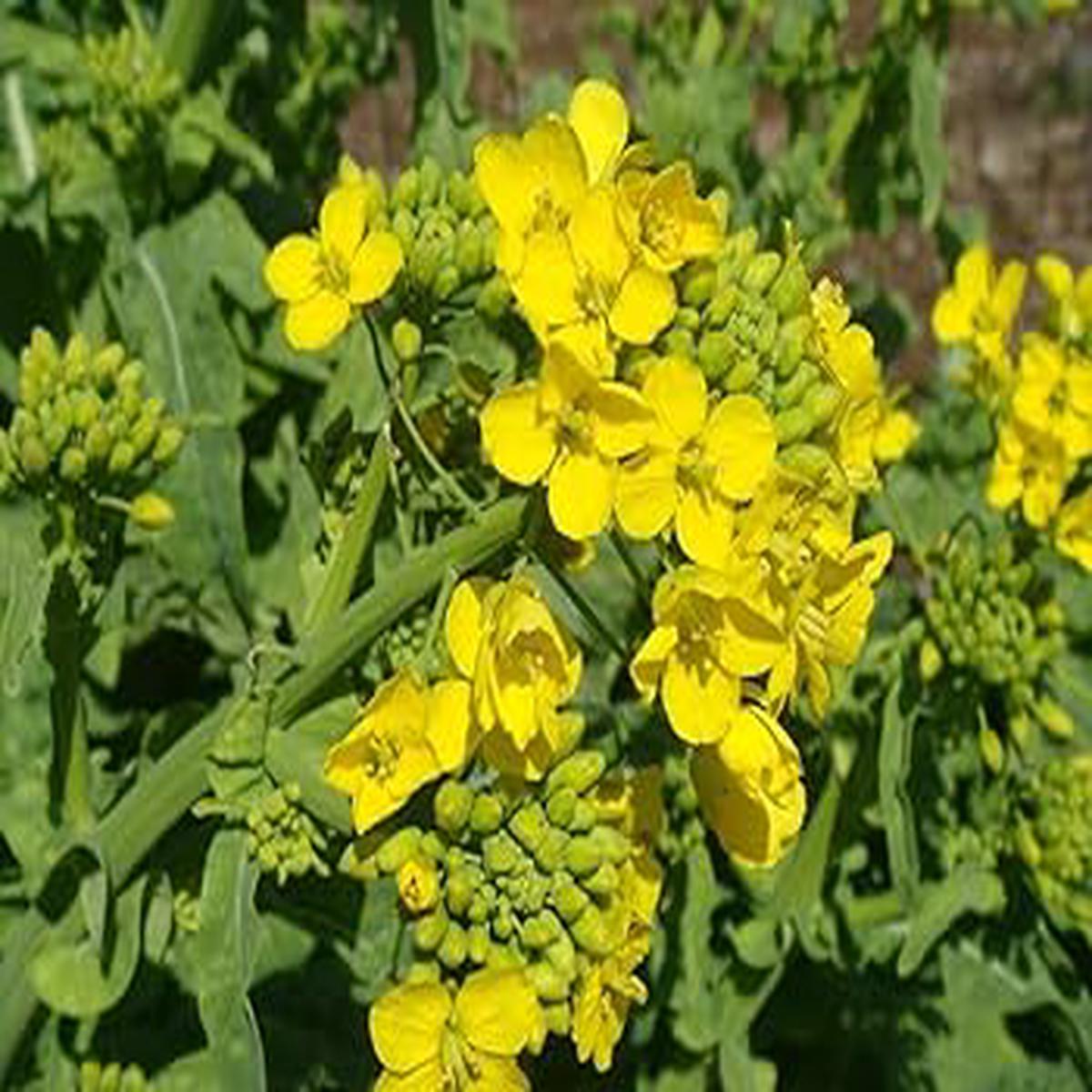 Green Plant Seeds for Planting Heirloom & Non-GMO Garden Seeds