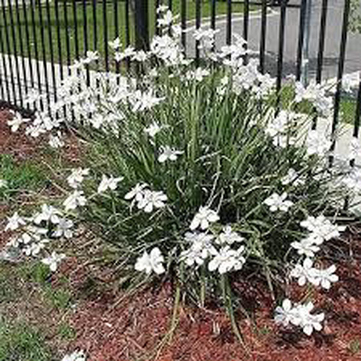 Iridioides Flower Seeds for Planting Pollinator Friendly, Heirloom & Non-GMO Seeds