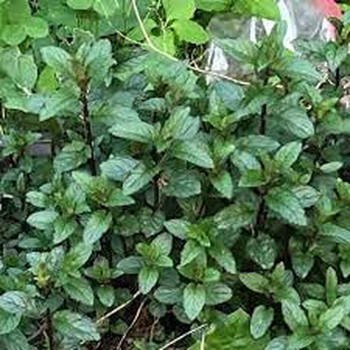 Mint Herb Seeds for Planting Heirloom, Non-GMO, Organic Garden Seeds with High Germination for Culinary Use