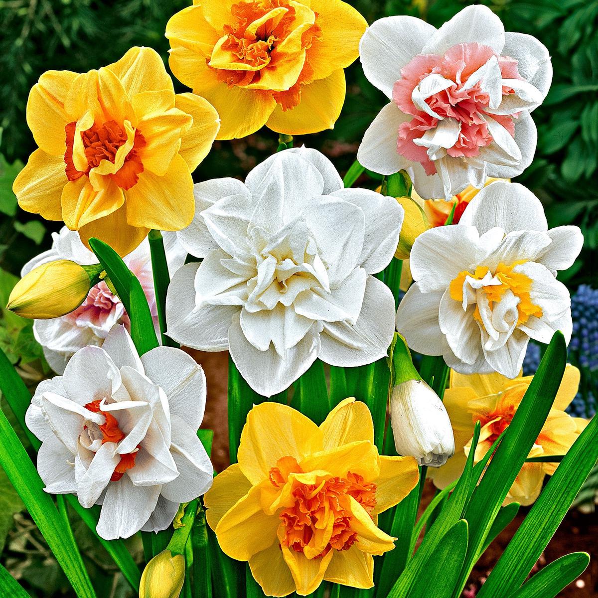 Yellow White Narcissus Flower Seeds for Planting Heirloom, Non-GMO, High Germination Organic Garden Seeds