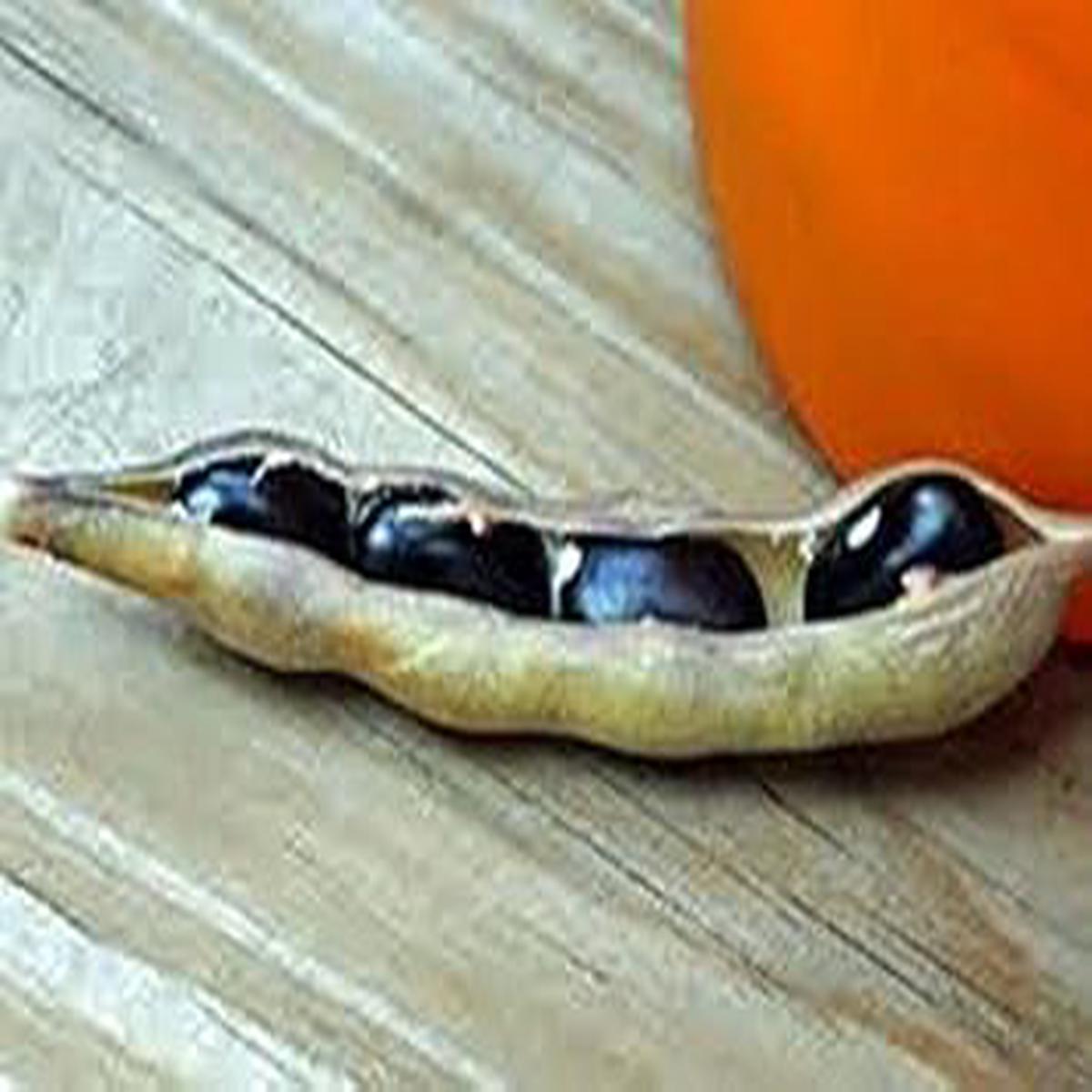 Black Bean Seeds for Planting  Heirloom & Non-GMO Nutrient-Packed Culinary Variety