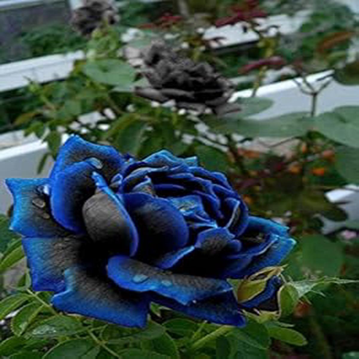 Black Blue Rose Flower Seeds for Planting Heirloom, Non-GMO, Pollinator Friendly, High Germination