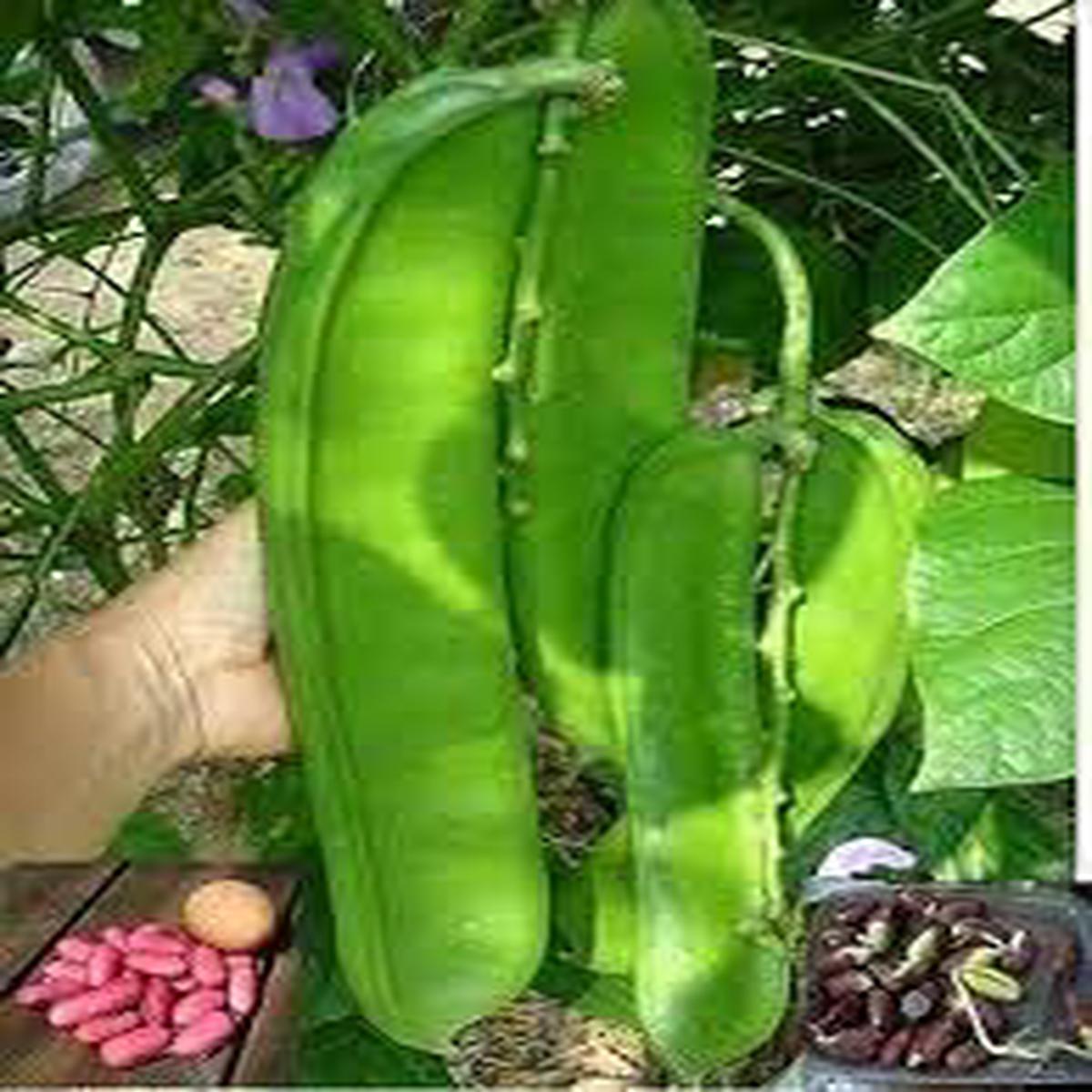 Canavalia Gladiata Seeds for Planting  Heirloom & Non-GMO, High Germination Organic Seeds for Edible Beans in Tropical Gardens