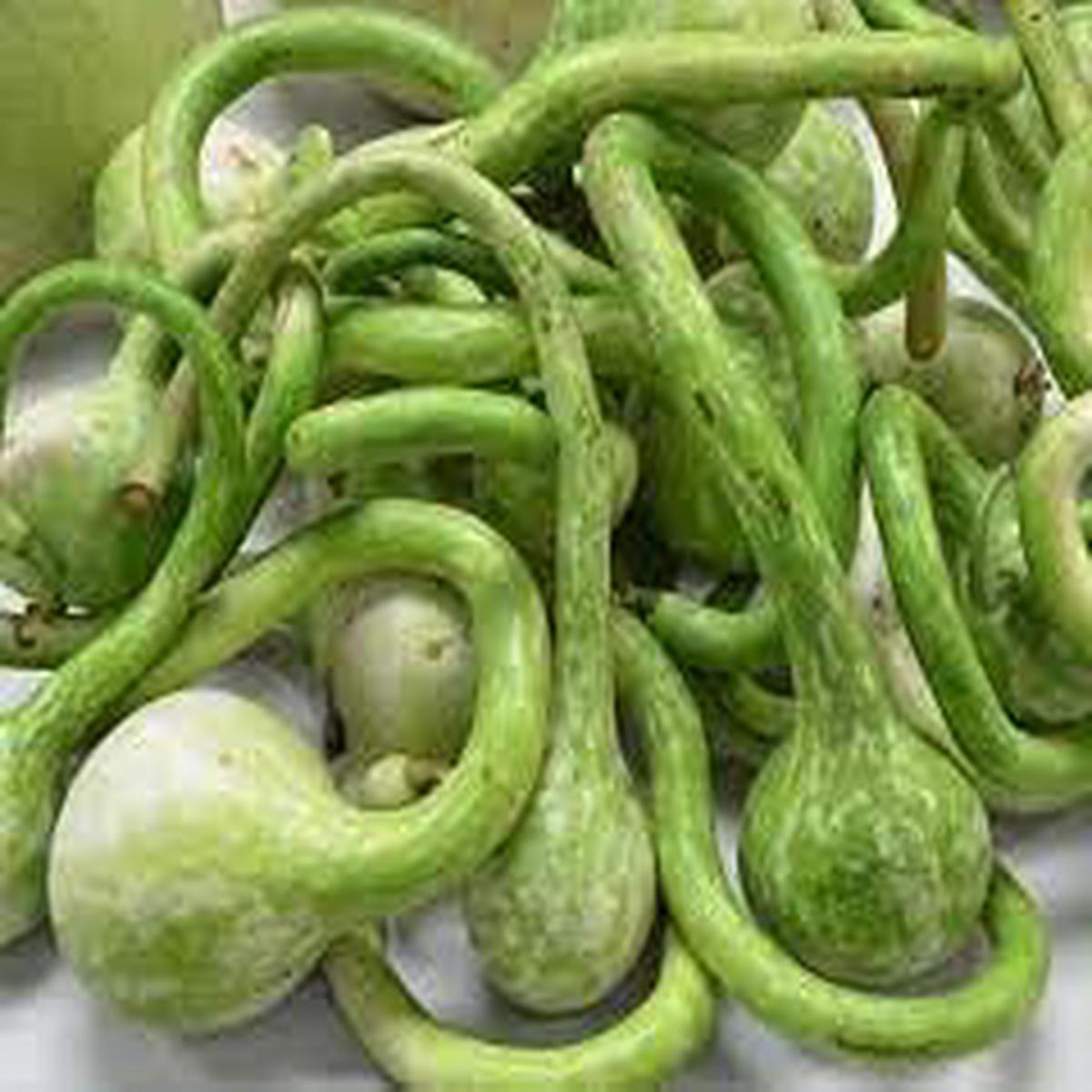 Dipper Pumpkin Vegetable Seeds for Planting Heirloom & Non-GMO Garden Seeds