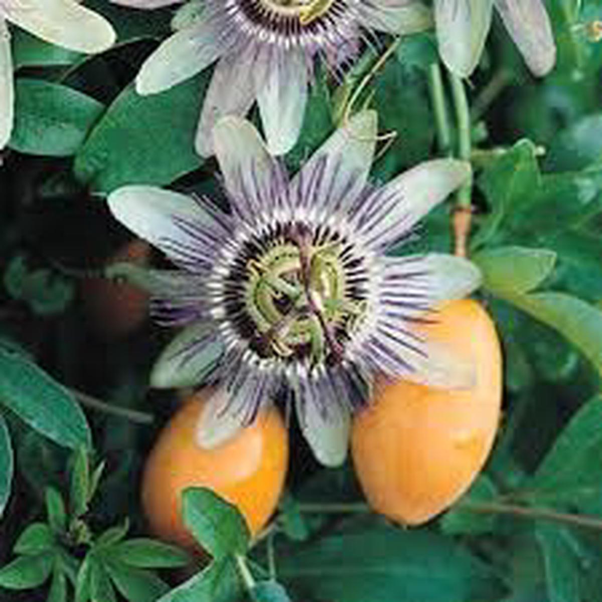 Edulis fruit seeds for planting Heirloom & Non-GMO sweet edible garden seeds
