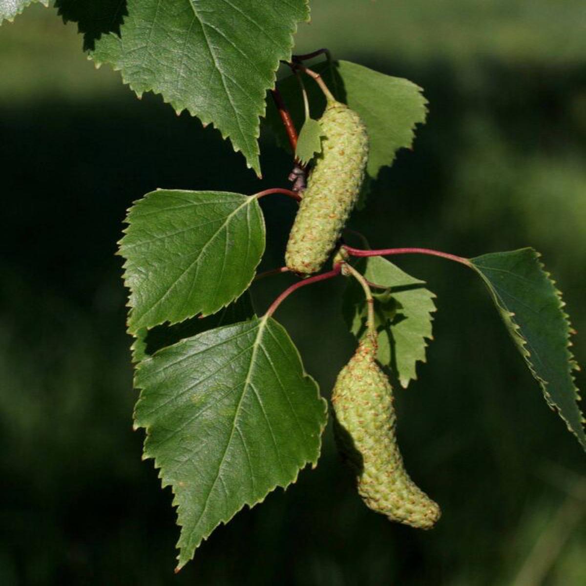 Green Betula Pendula Herb Seeds Heirloom, Non-GMO Seeds Best for Container Gardening