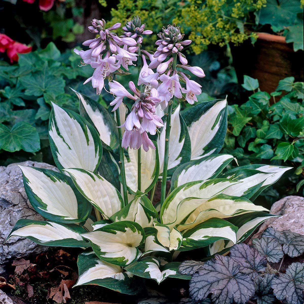Hosta Flower Seeds for Planting Heirloom, Non-GMO, High Germination Organic Garden Seeds