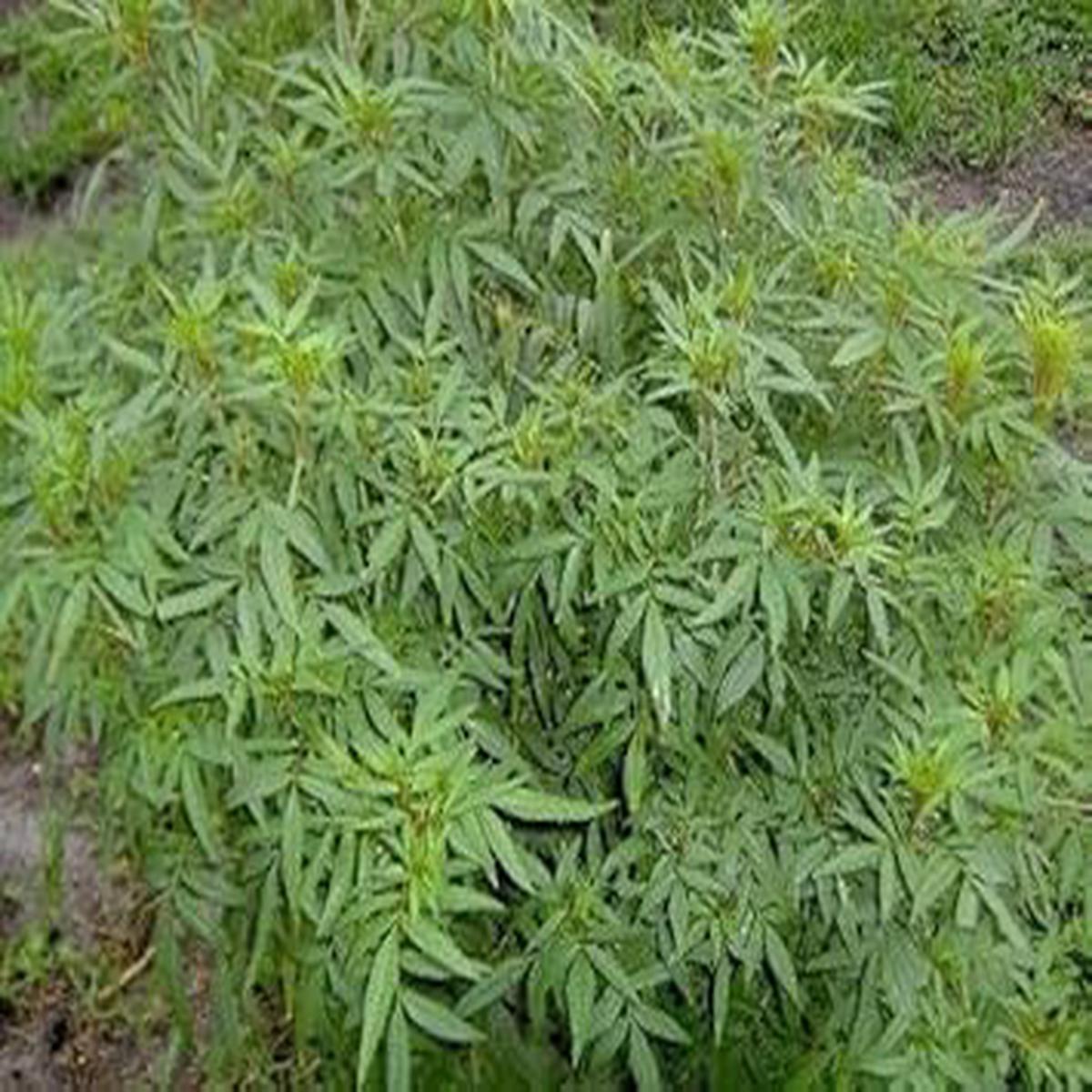 Mint Huacatay Herb Seeds for Planting  Heirloom, Non-GMO, Organic Garden Seeds with High Germination