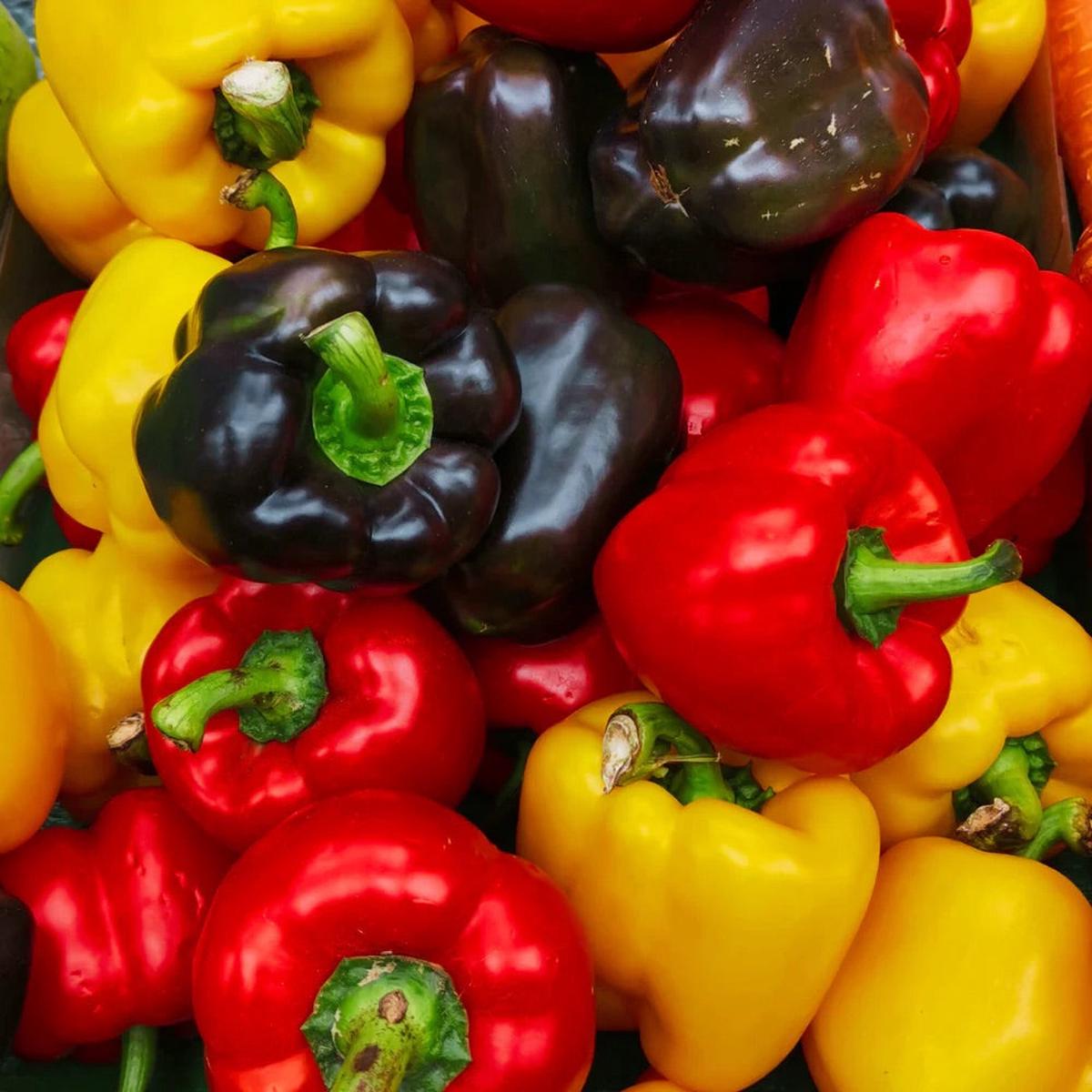 Mixed Bell Pepper Seeds for Planting Heirloom, Non-GMO, Colorful Vegetable Garden Seeds High Germination