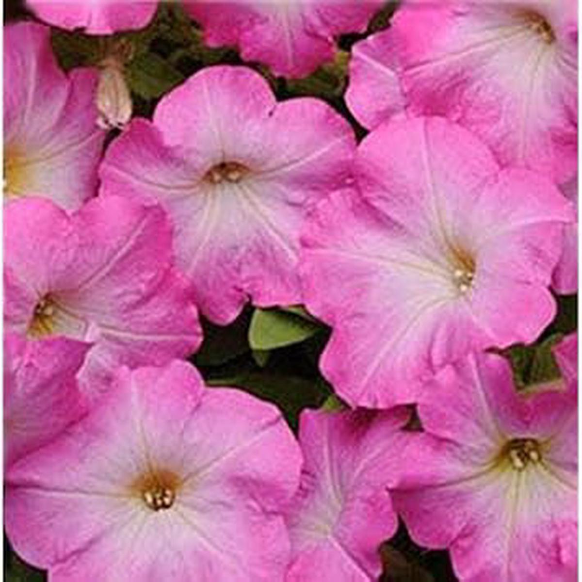 Pink & White Petunia Seeds Heirloom, Non-GMO, Wildflower Mix