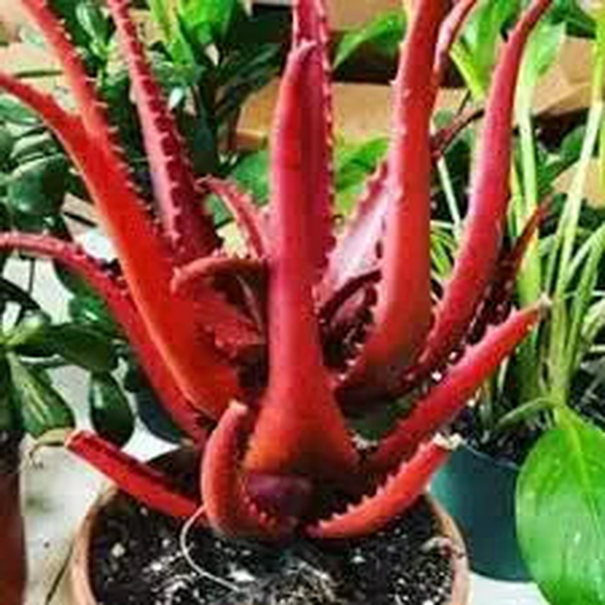 Rare Red Aloe Vera Herb Seeds for Planting Heirloom, Non-GMO, Organic Garden Seeds with High Germination
