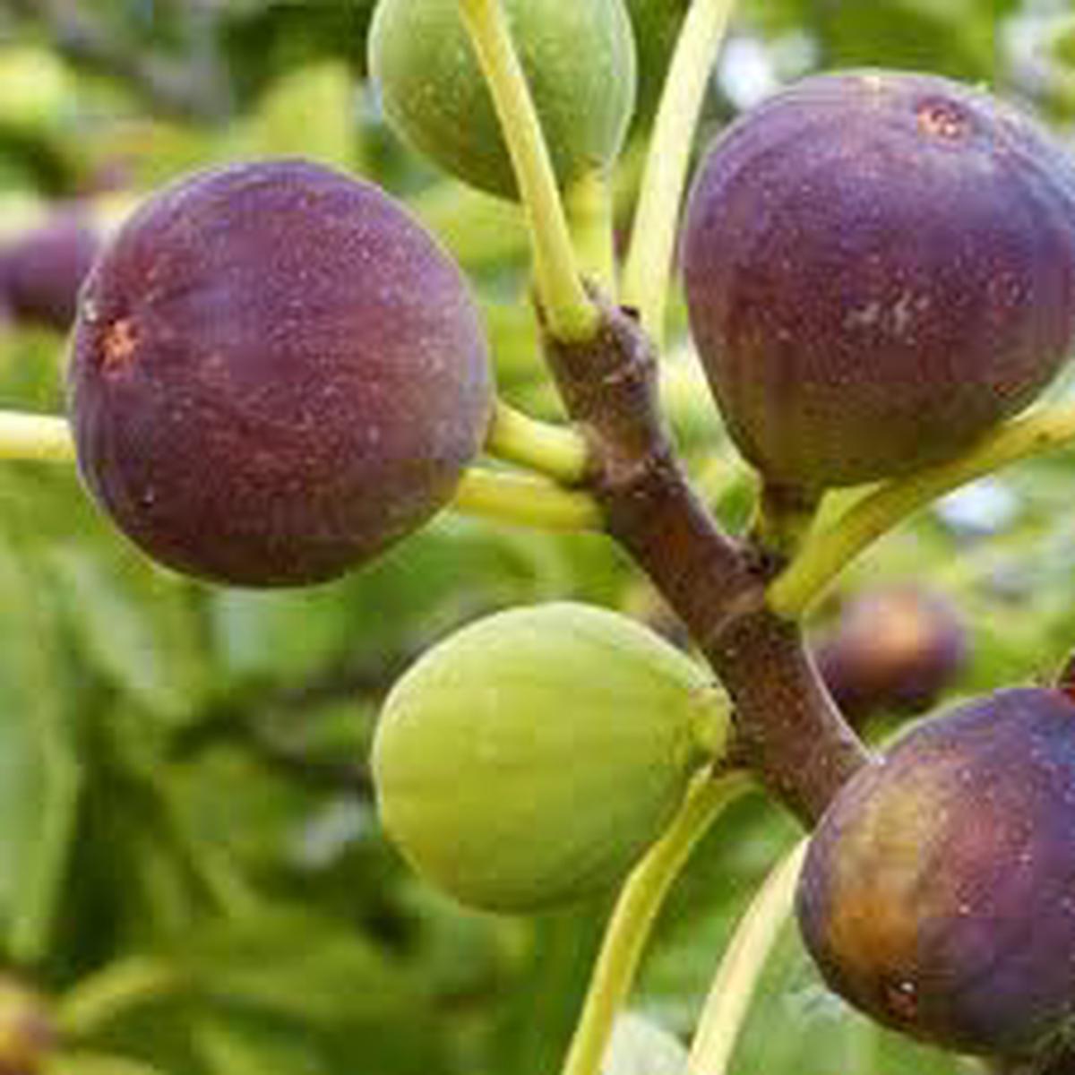 Sweet Fig Fruit Seeds for Planting Heirloom, Non-GMO Juicy Mediterranean Garden Fruit Seeds