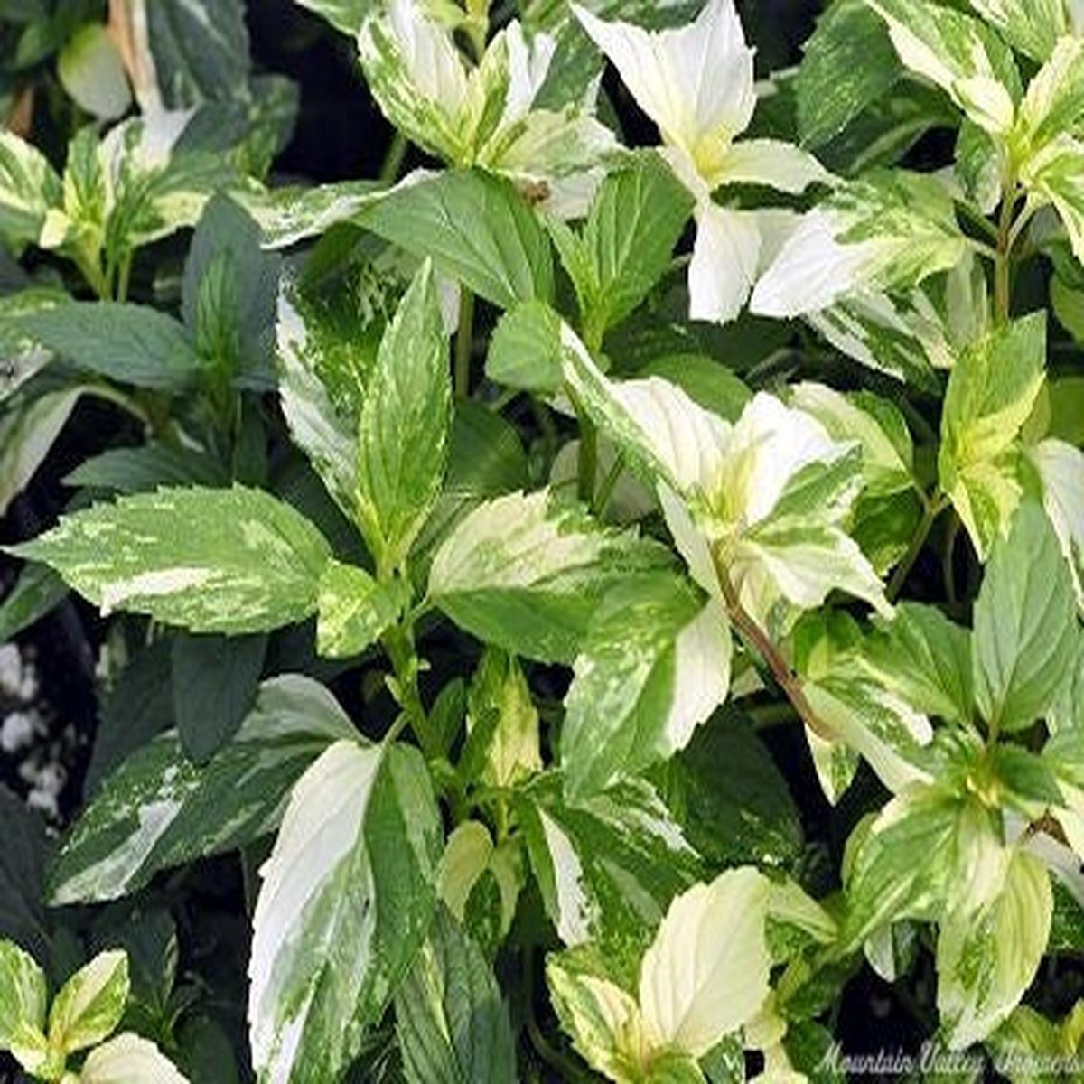 Variegated Pineapple Peppermint Herb Seeds  Heirloom, Non-GMO Sun-Loving Seeds for Garden Planting