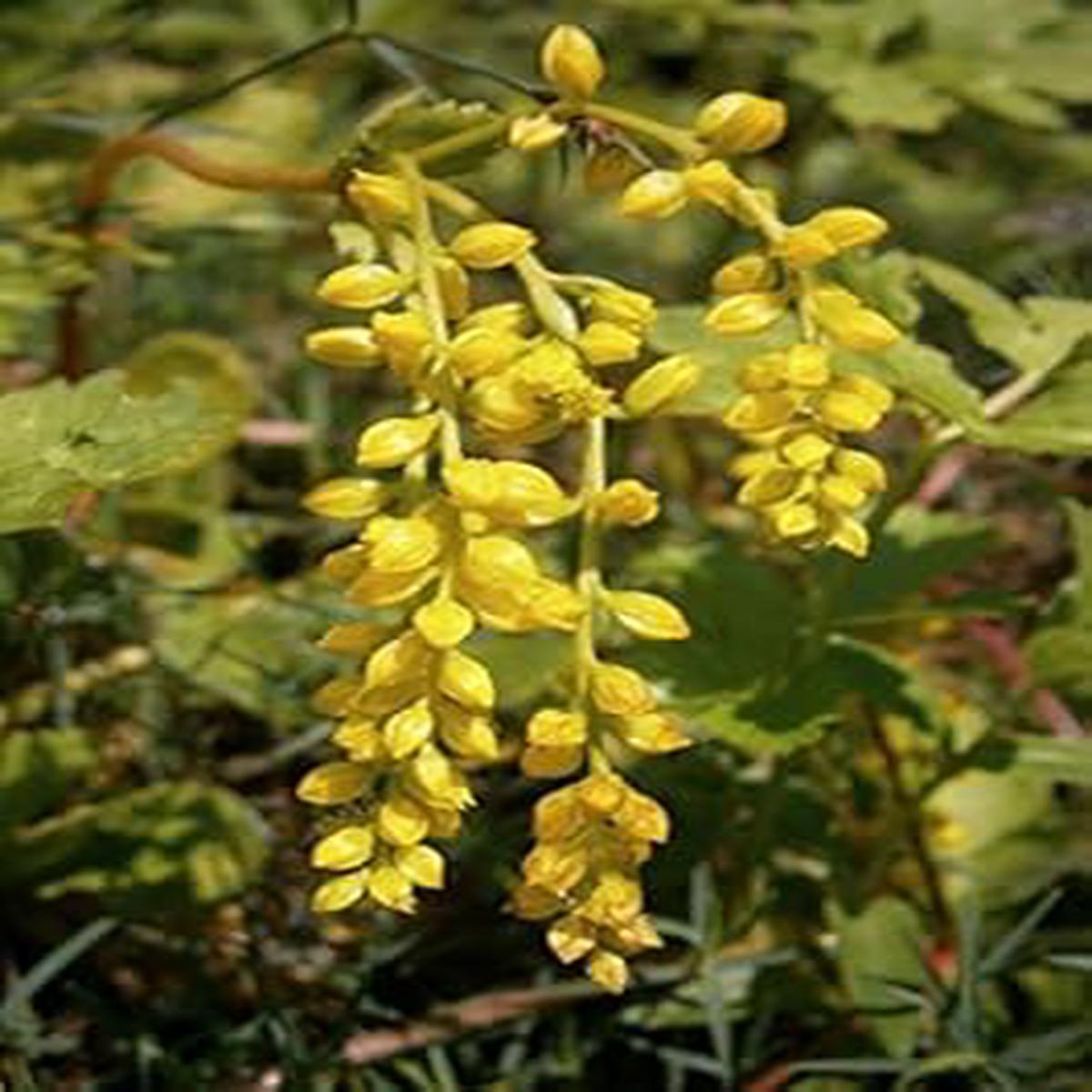 Yellow Chiastophyllum Flower Seeds for Planting  Perennial Rock Garden Blooms