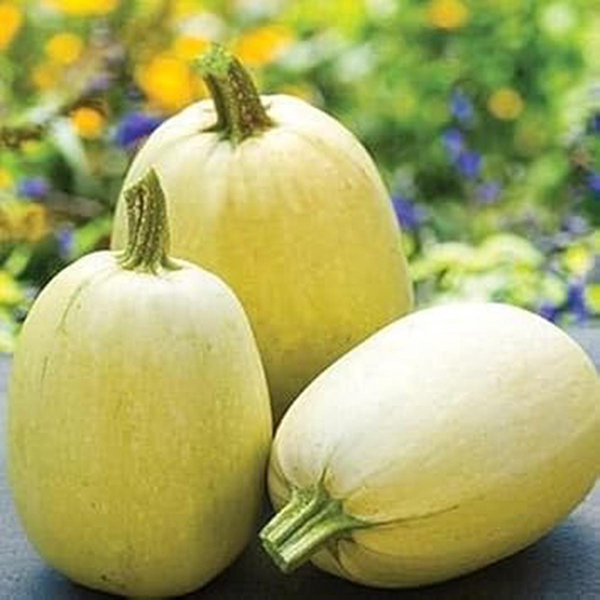Yellow Spaghetti Squash Seeds for Planting Heirloom & Non-GMO Vegetable Seeds