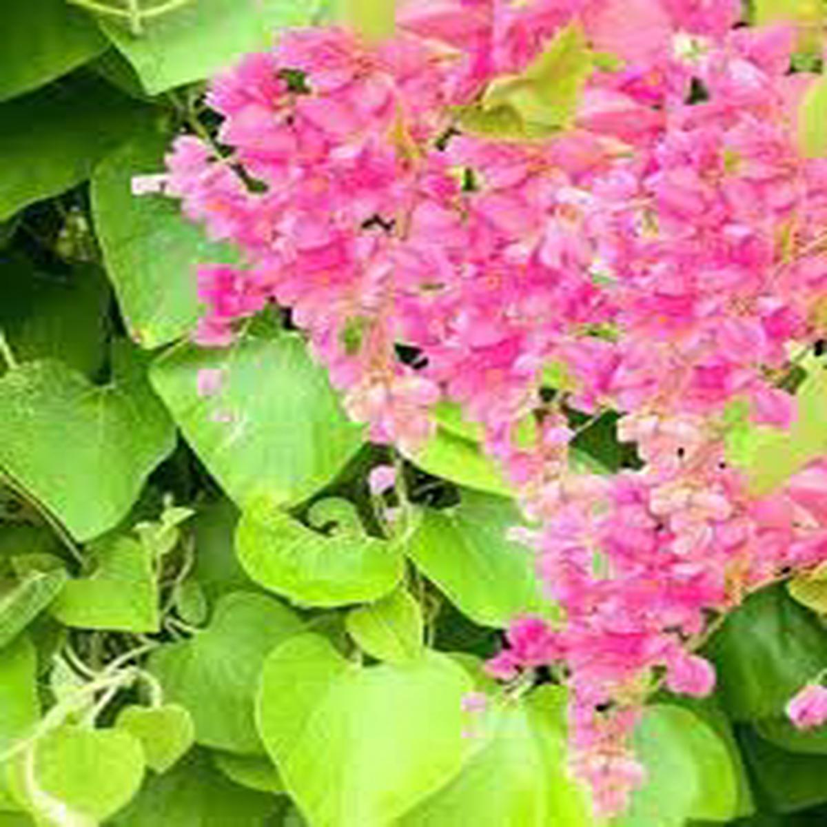 Antigonon Flower Seeds for Planting  Coral Vine