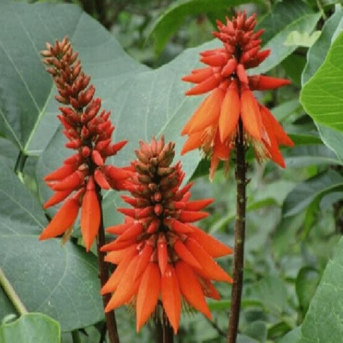 Arborescens Herb Seeds for Planting  Heirloom, Non-GMO Seeds Ideal for Beginner Gardeners