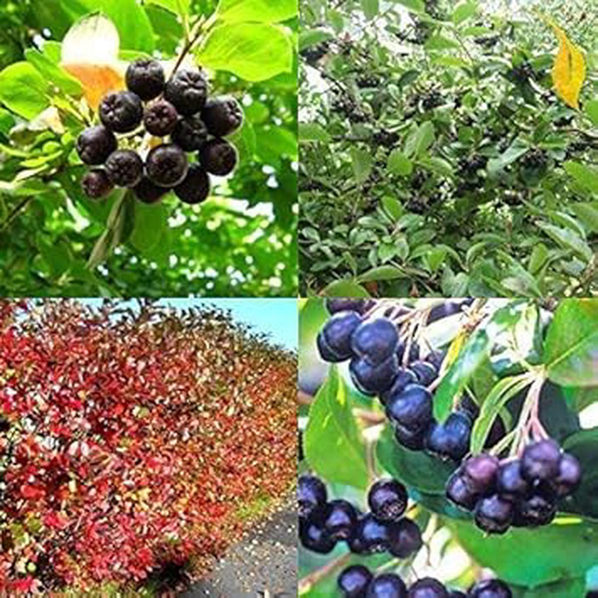 Aronia Melanocarpa Fruit Seeds for Planting  Heirloom, Non-GMO, High Germination Organic Superfood Garden Seeds