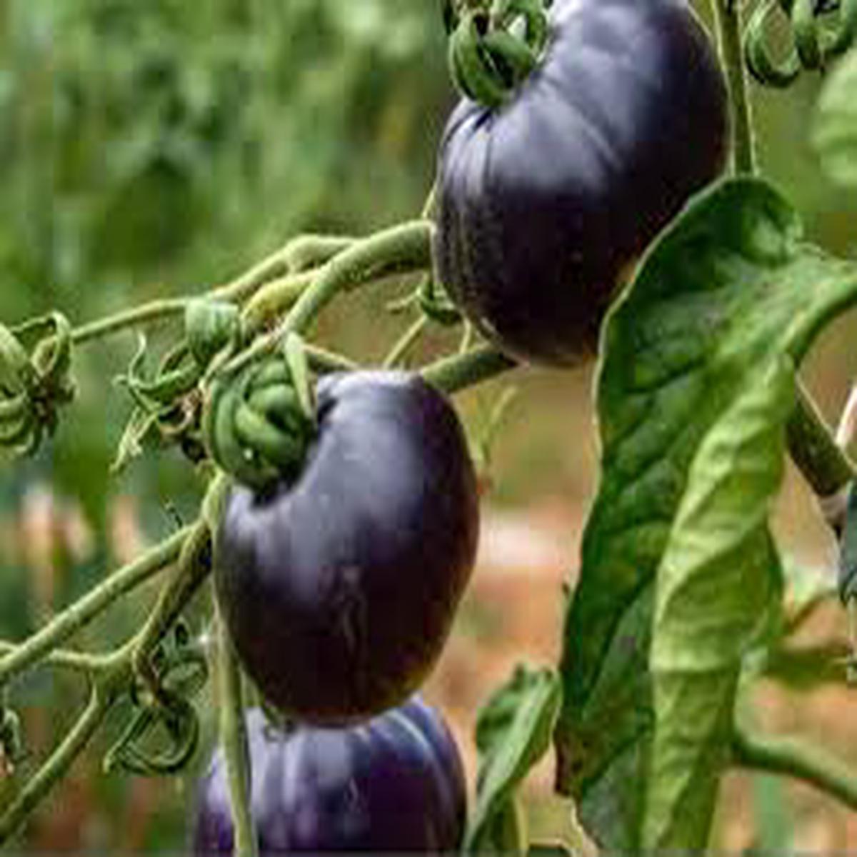 Black Tomato Seeds for Planting Heirloom NonGMO High Germination Organic Garden Seeds, Deep-Dark Fruit