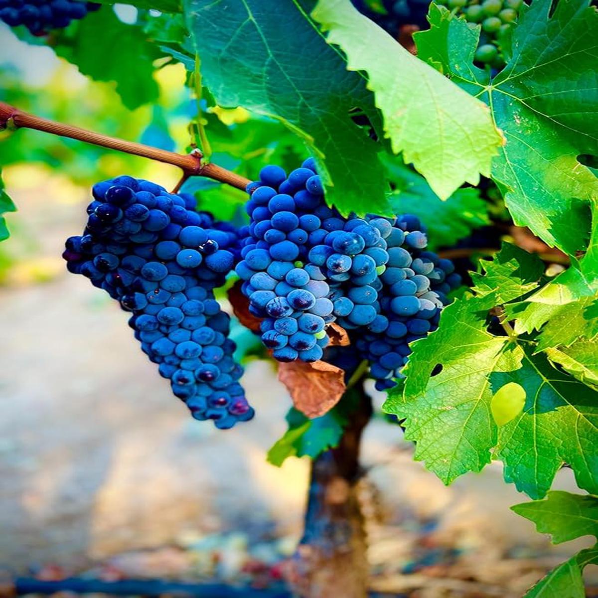 Blue Grape Fruit Seeds for Planting  Heirloom & Non-GMO Garden seeds, rare variety for lush vineyard growth