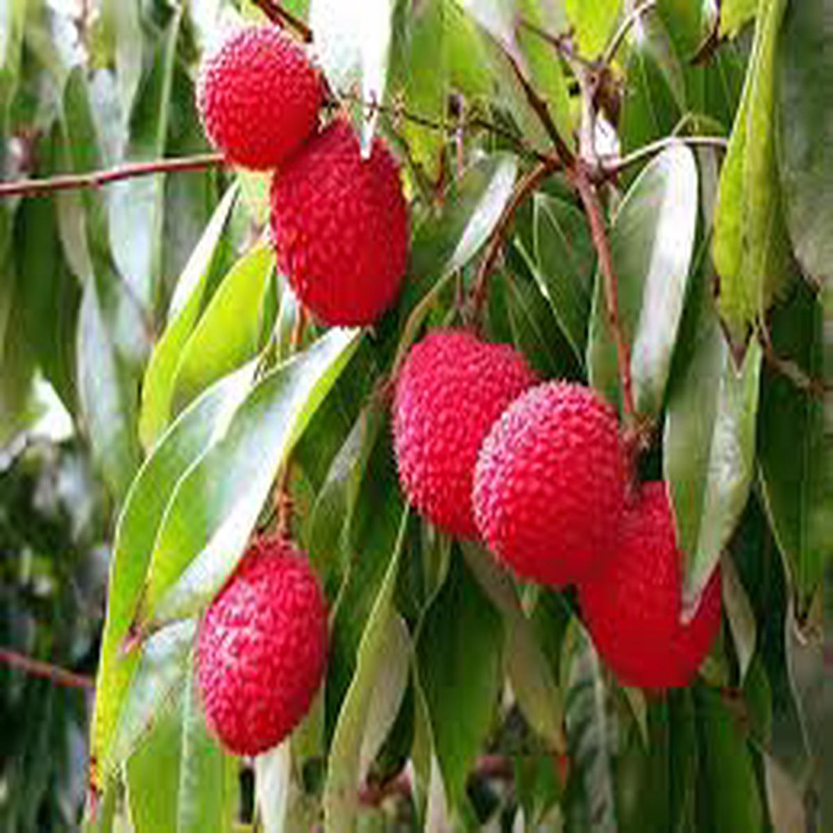 Bright Red Lychee Fruit seeds  Heirloom, Non-GMO Seeds for Planting Juicy Backyard Delights