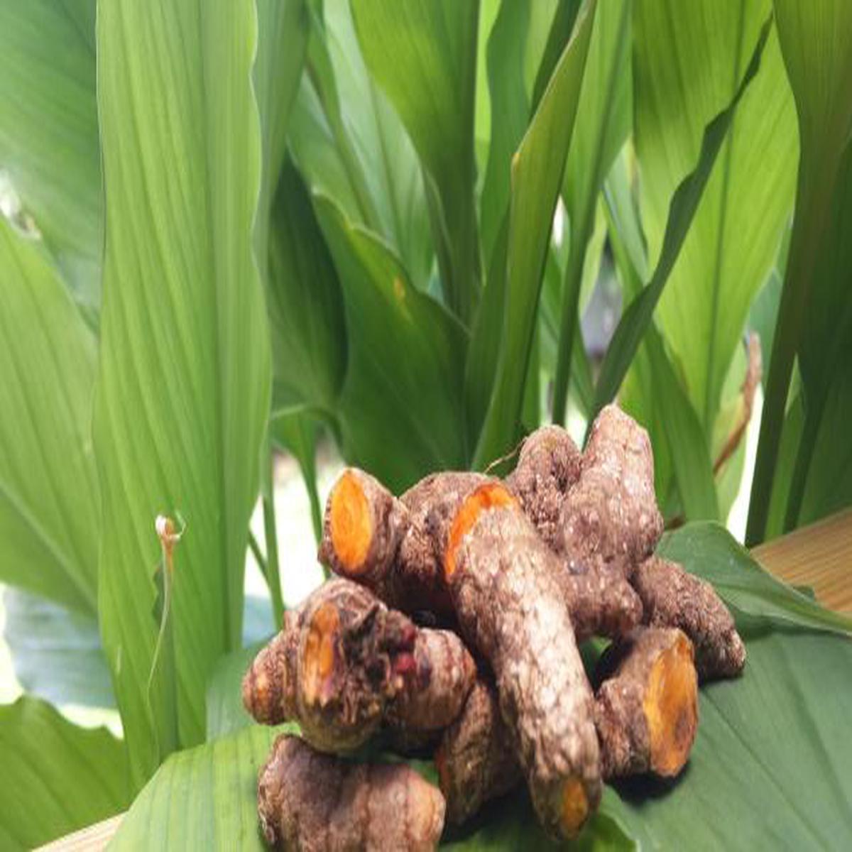 Brown Turmeric Herb Seeds Heirloom, Non-GMO Culinary Must-Have Seeds for Garden Planting