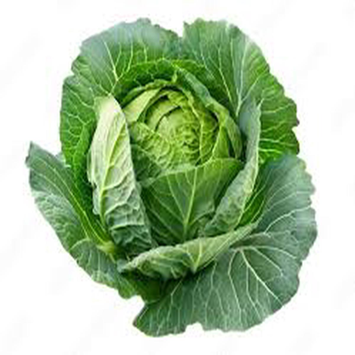 Cabbage Seeds for Planting  Heirloom Non-GMO High Germination Seeds for Organic Vegetable Gardens