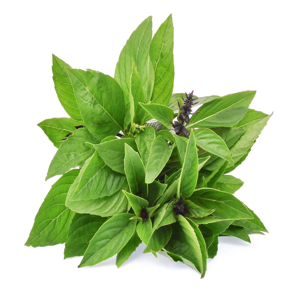 Cinnamon Basil Herb Seeds for Planting  Heirloom, Non-GMO Top Choice Seeds for Flavorful Gardens