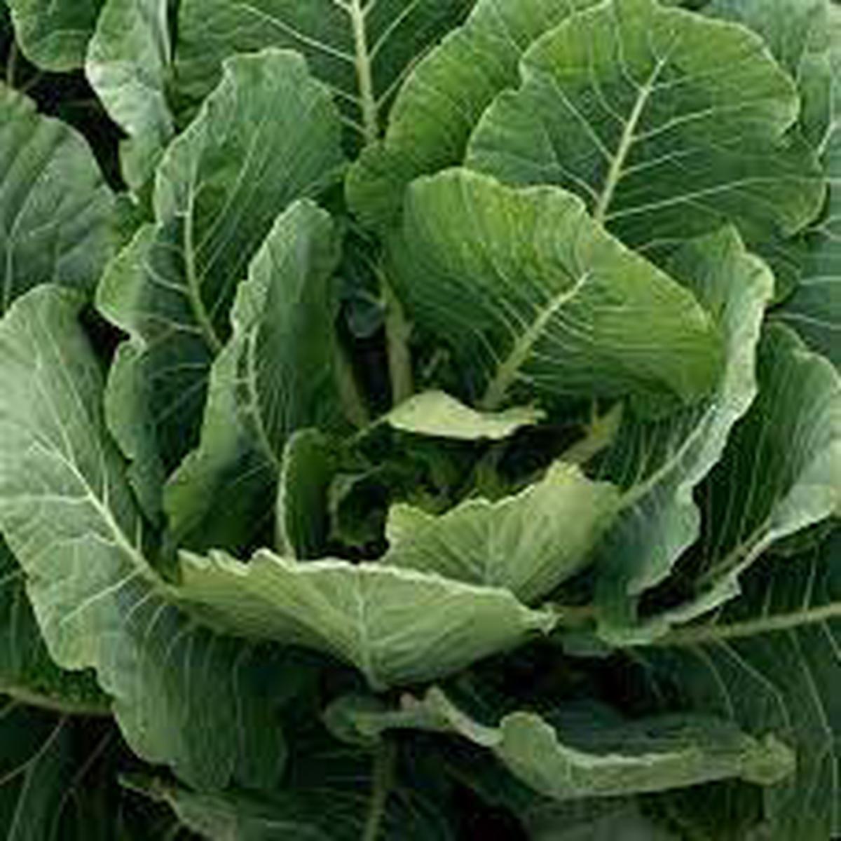 Collard Vegetable Seeds for Planting Heirloom & Non-GMO Garden Seeds for Nutritious Leafy Greens