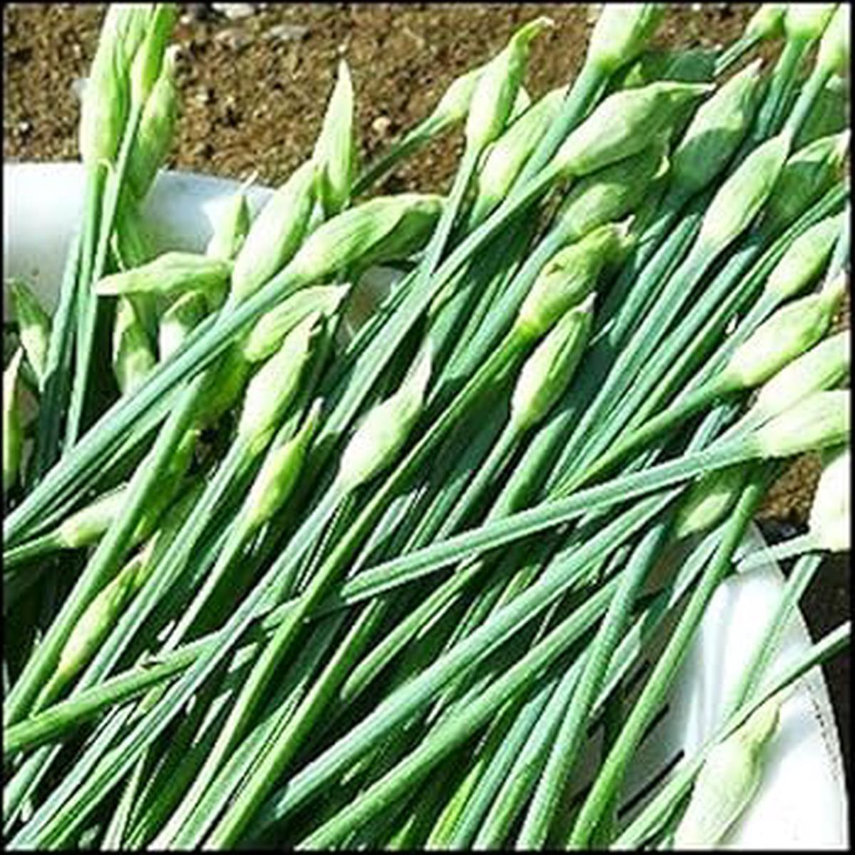 Garlic Chives Herb Seeds for Planting  Heirloom & Non-GMO Seeds for Culinary Herb Gardens and Edible Landscaping