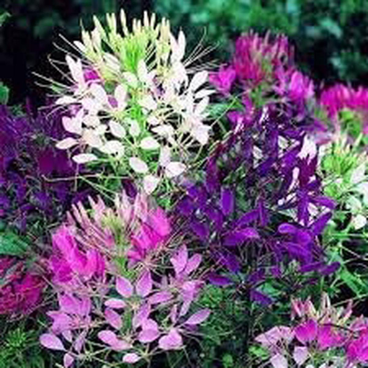 Heirloom Cleome Flower Seeds for Planting Non-GMO, Pollinator Friendly, High Germination