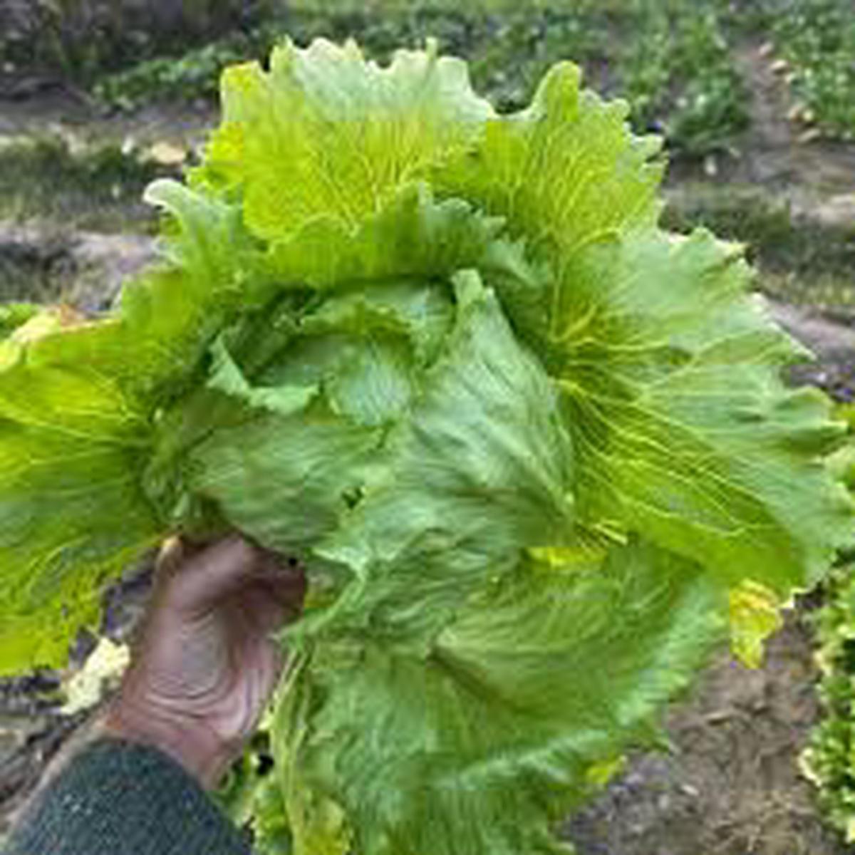 Lettuce Iceberg Seeds for Planting Crisp Head, High Yield, Cool Season Vegetable