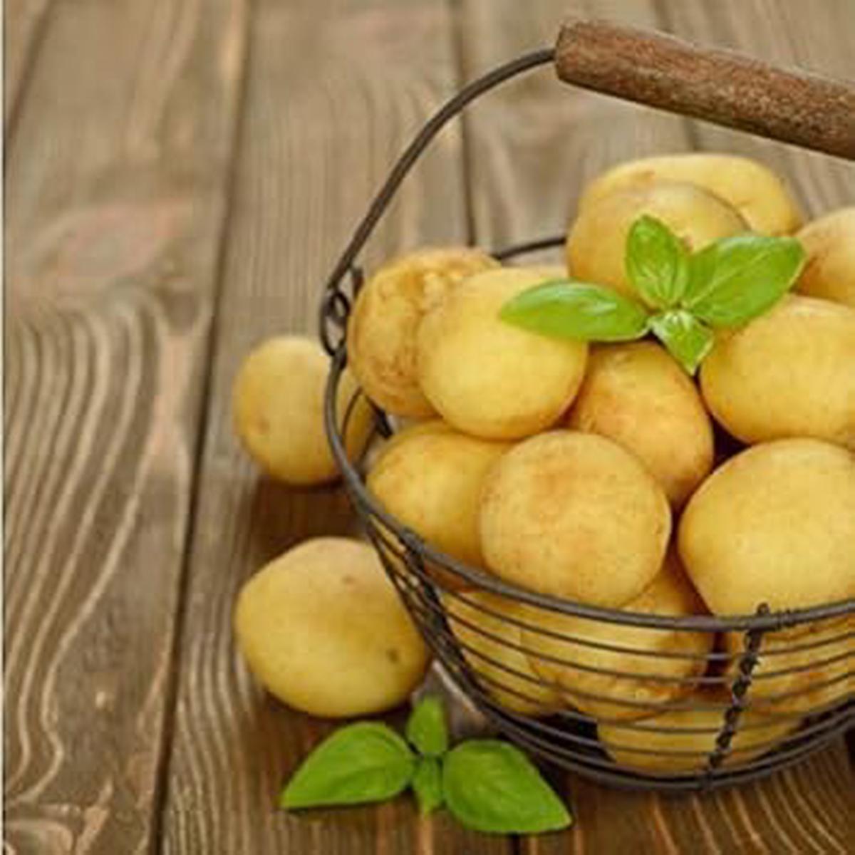 Yellow Potato Seeds for Planting  Heirloom Non-GMO Nutritious Root Vegetable Seeds with High Germination for Organic Gardens