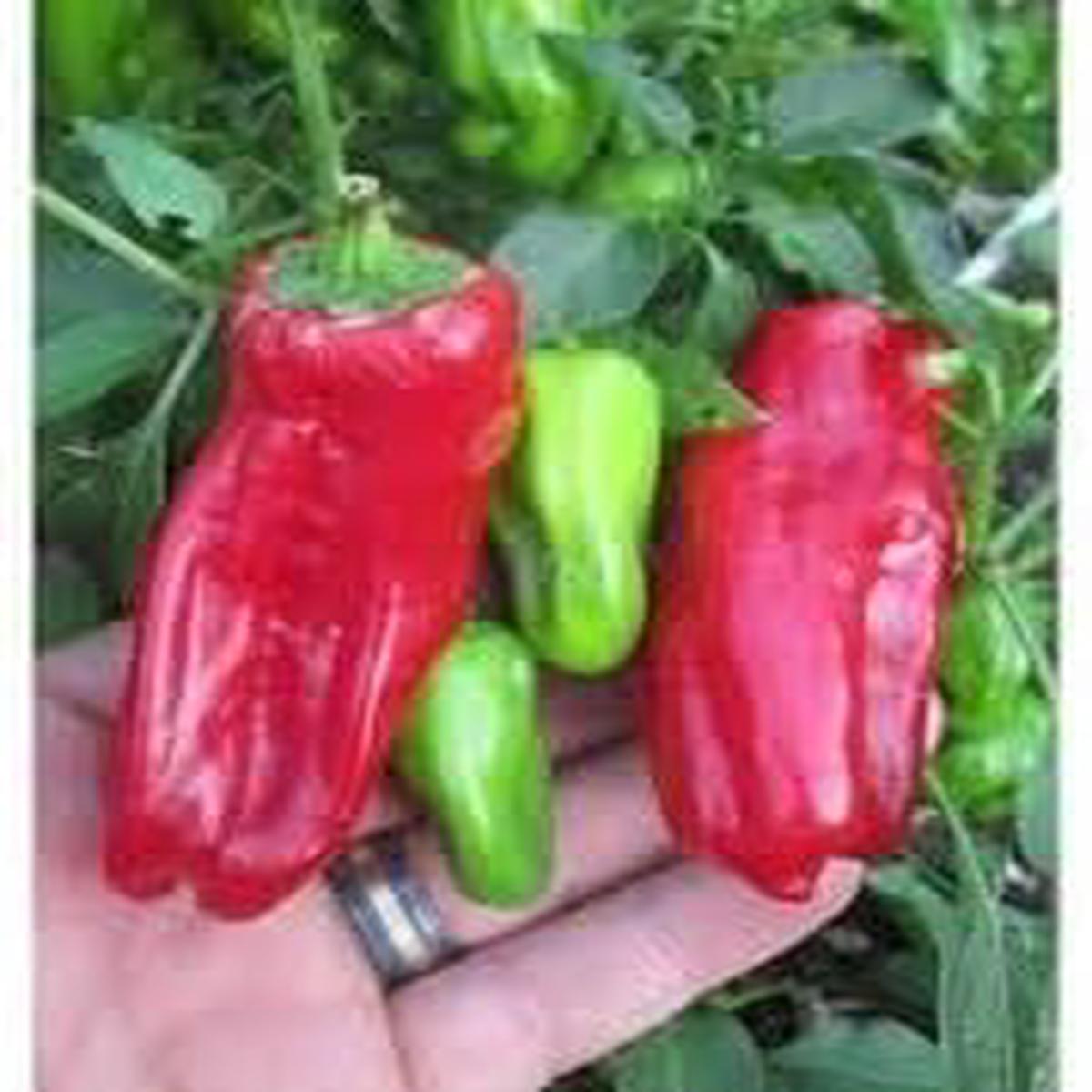 Aleppo Pepper Seeds for Planting  Heirloom Non-GMO Organic Garden Seeds, Spicy Red Variety with High Germination