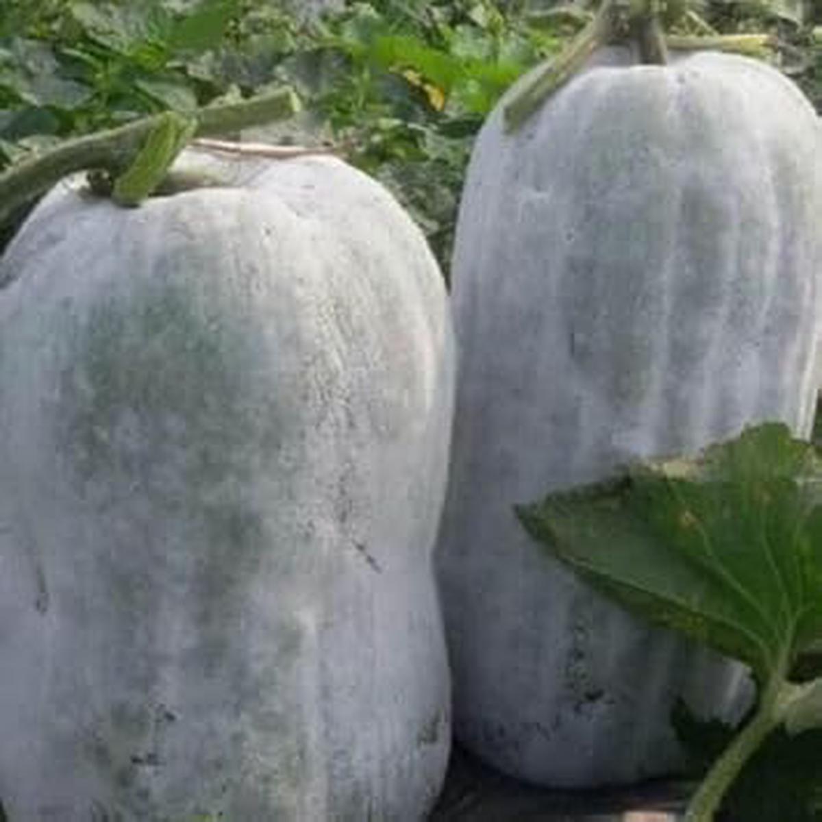 Ash Gourd Seeds for Planting  Heirloom & Non-GMO, High Germination Organic Garden Seeds