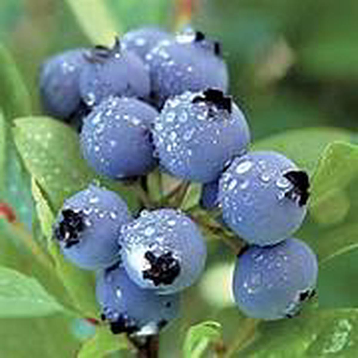 Black Myrtillus fruit seeds for planting - Heirloom & Non-GMO Garden seeds