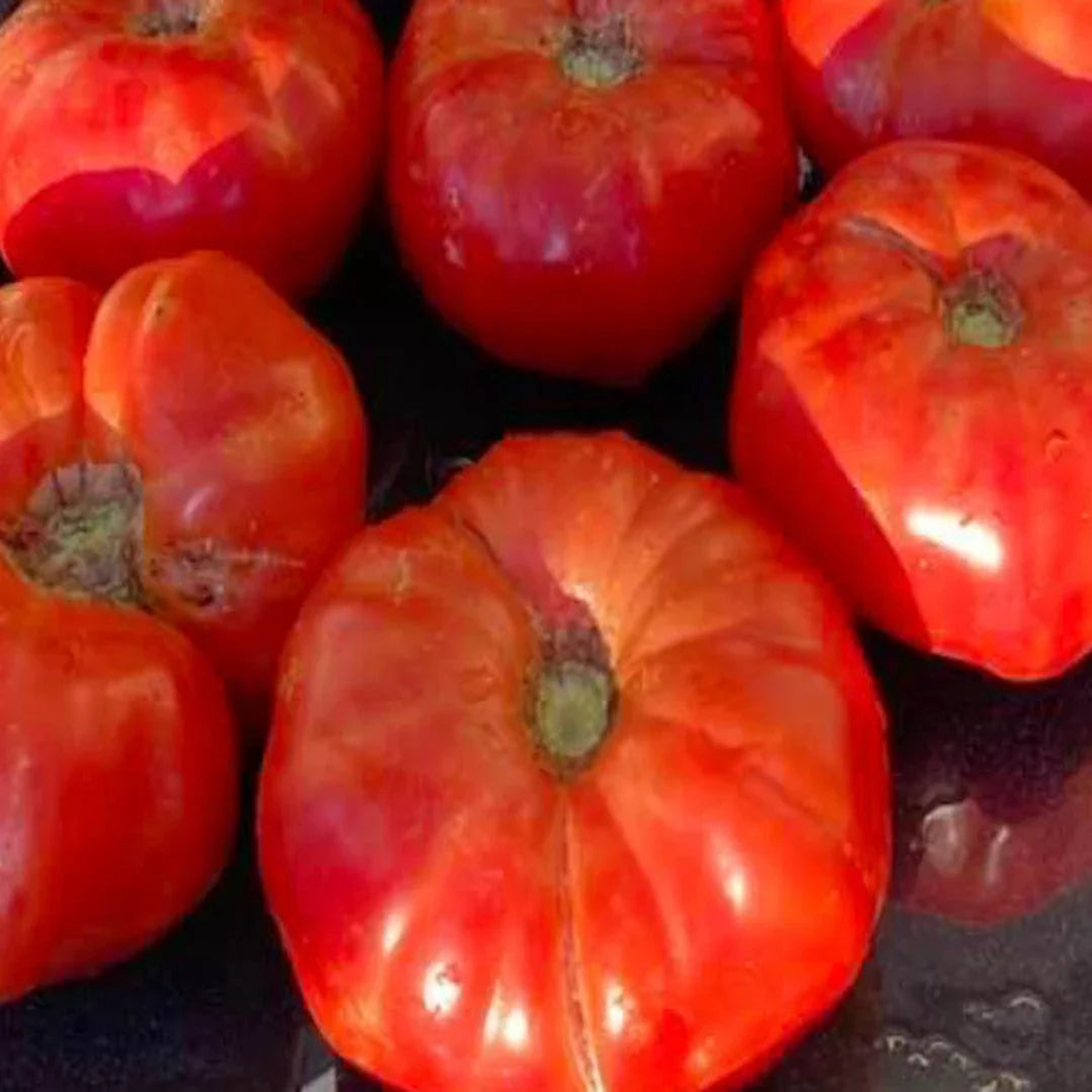 Box Car Willie Heirloom Tomato Seeds for Planting Non-GMO, High Germination Organic Garden Seeds for Classic Red Tomatoes