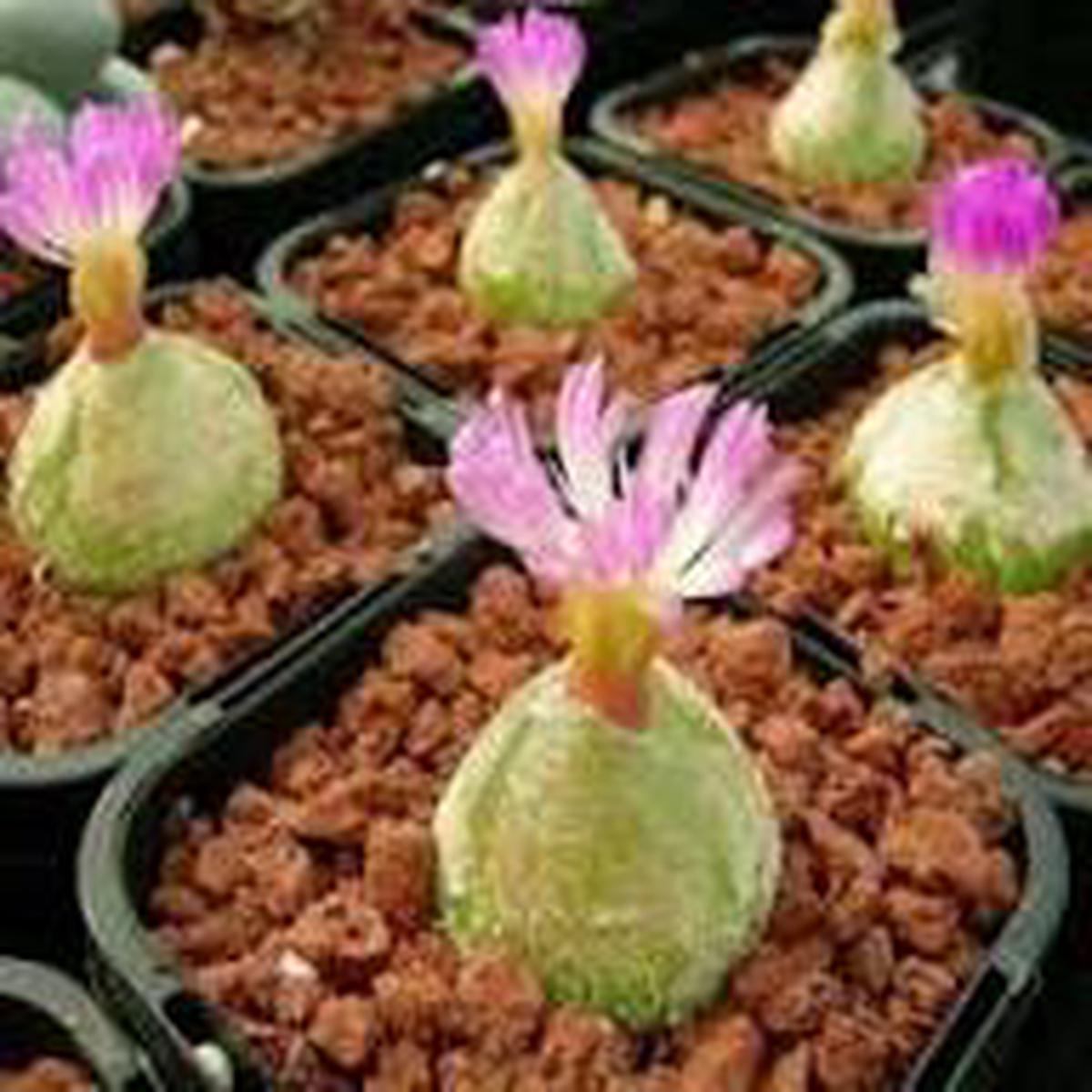 Conophytum Burgeri Succulent Flower Seeds for Planting Heirloom, Non-GMO, High Germination Seeds