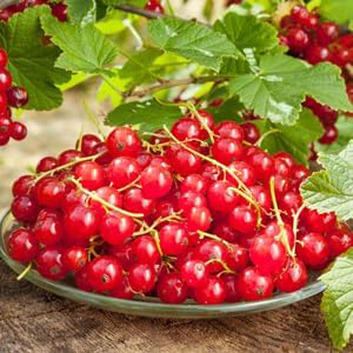 Currant fruit seeds for planting Heirloom & Non-GMO Garden seeds