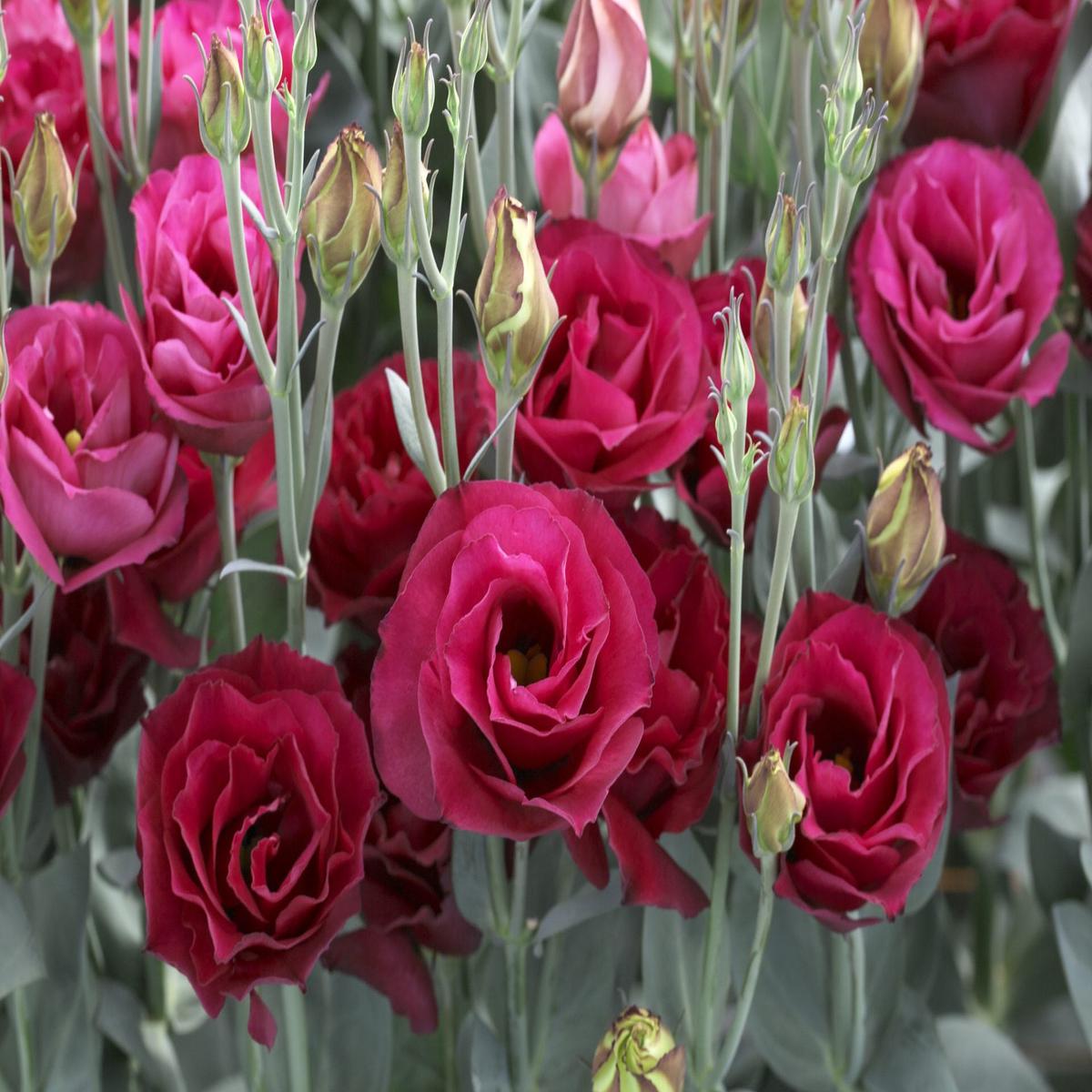 Deep Red Eustoma (Lisianthus) Flower Seeds for Planting Heirloom, Non-GMO, Perfect for Borders
