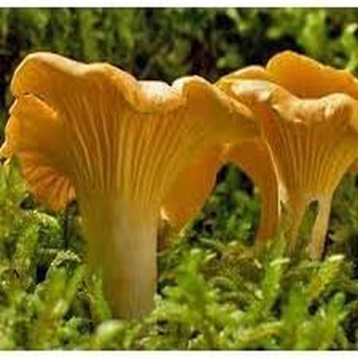 Girolle Mushroom Vegetable Seeds for Planting Heirloom & Non-GMO Garden Seeds