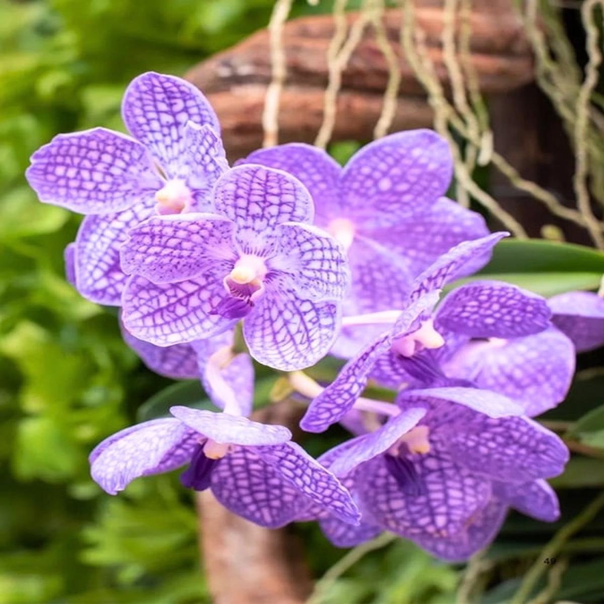 Light Purple Phalaenopsis Orchid Flower Seeds for Planting Heirloom, Non-GMO, High Germination Seeds