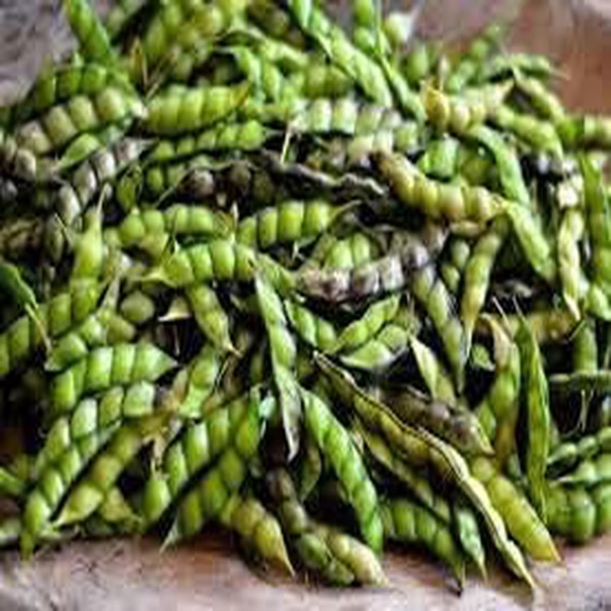 Pigeon Vegetable Seeds for Planting Heirloom & Non-GMO Garden Seeds