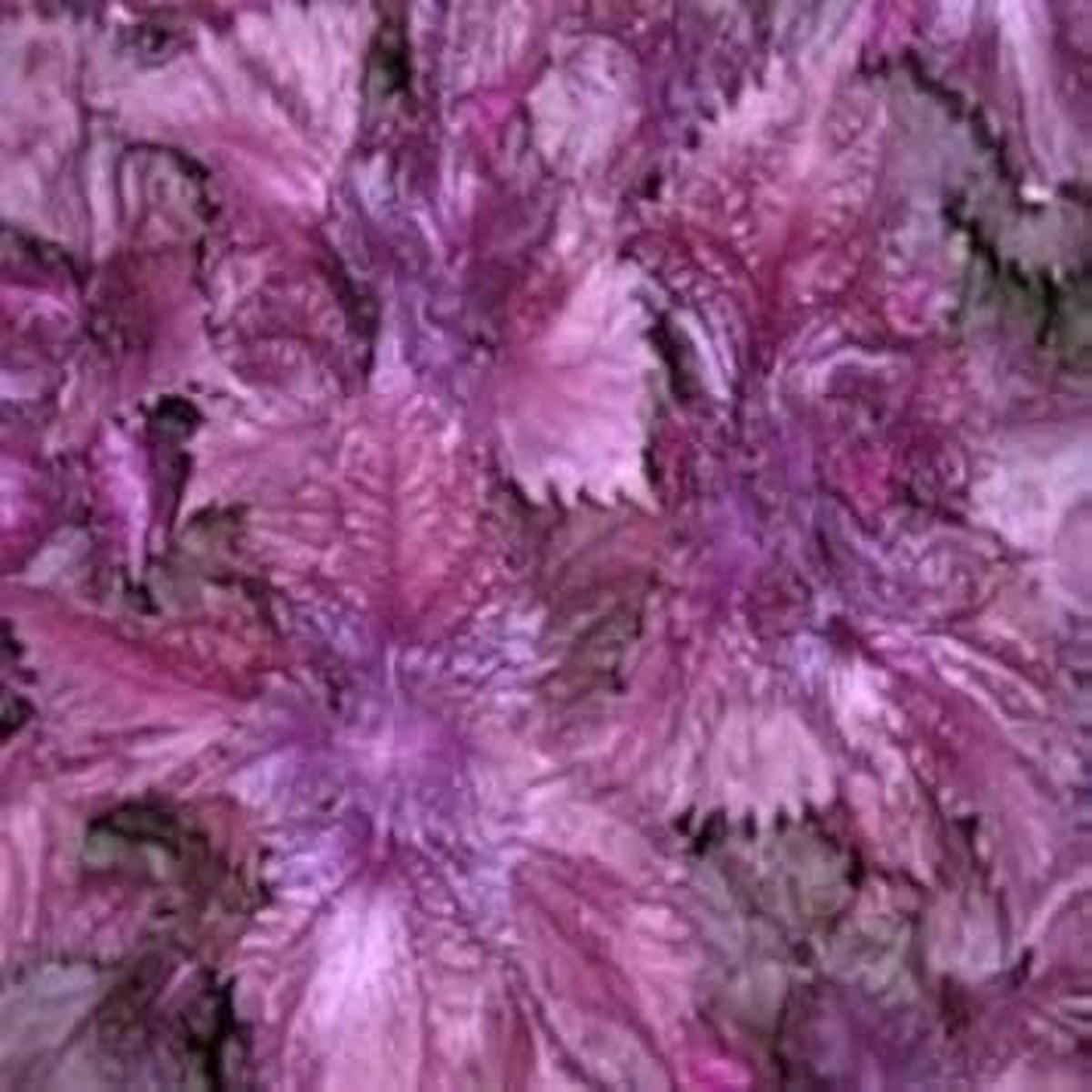 Purple Frutescens Perilla herb seeds for planting Heirloom & Non-GMO garden seeds, versatile culinary herb