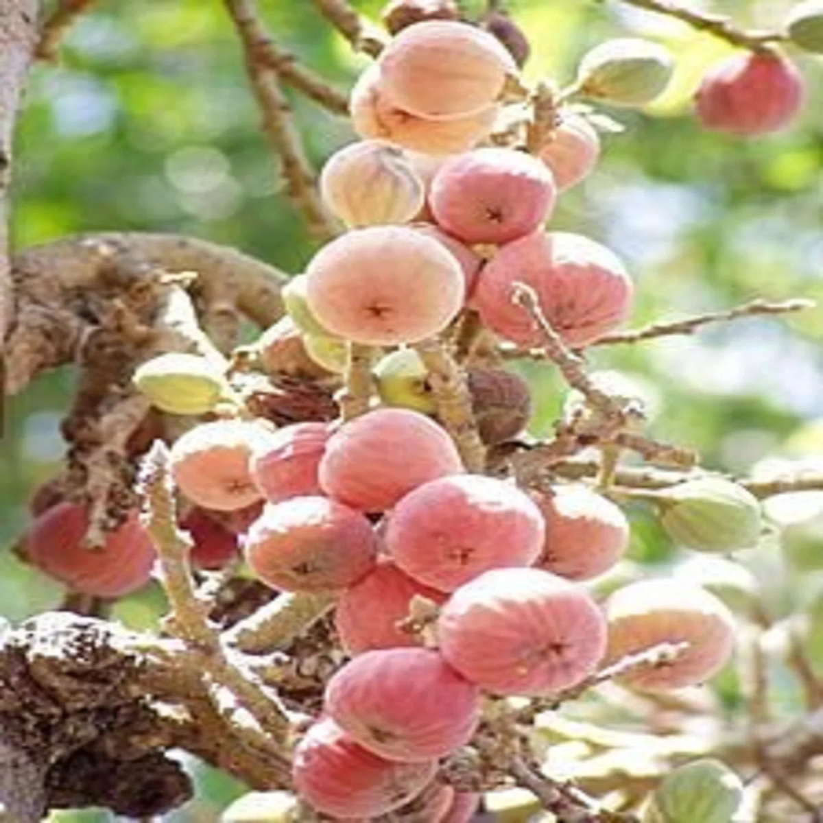 Sycomore Fig fruit seeds for planting Heirloom & Non-GMO garden seeds with exotic Egyptian heritage