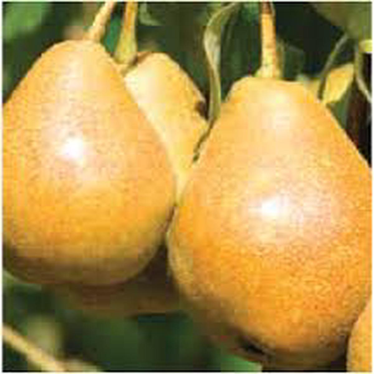 Taylors Gold Pear fruit seeds for planting Heirloom & Non-GMO garden seeds, smooth and sweet rare variety