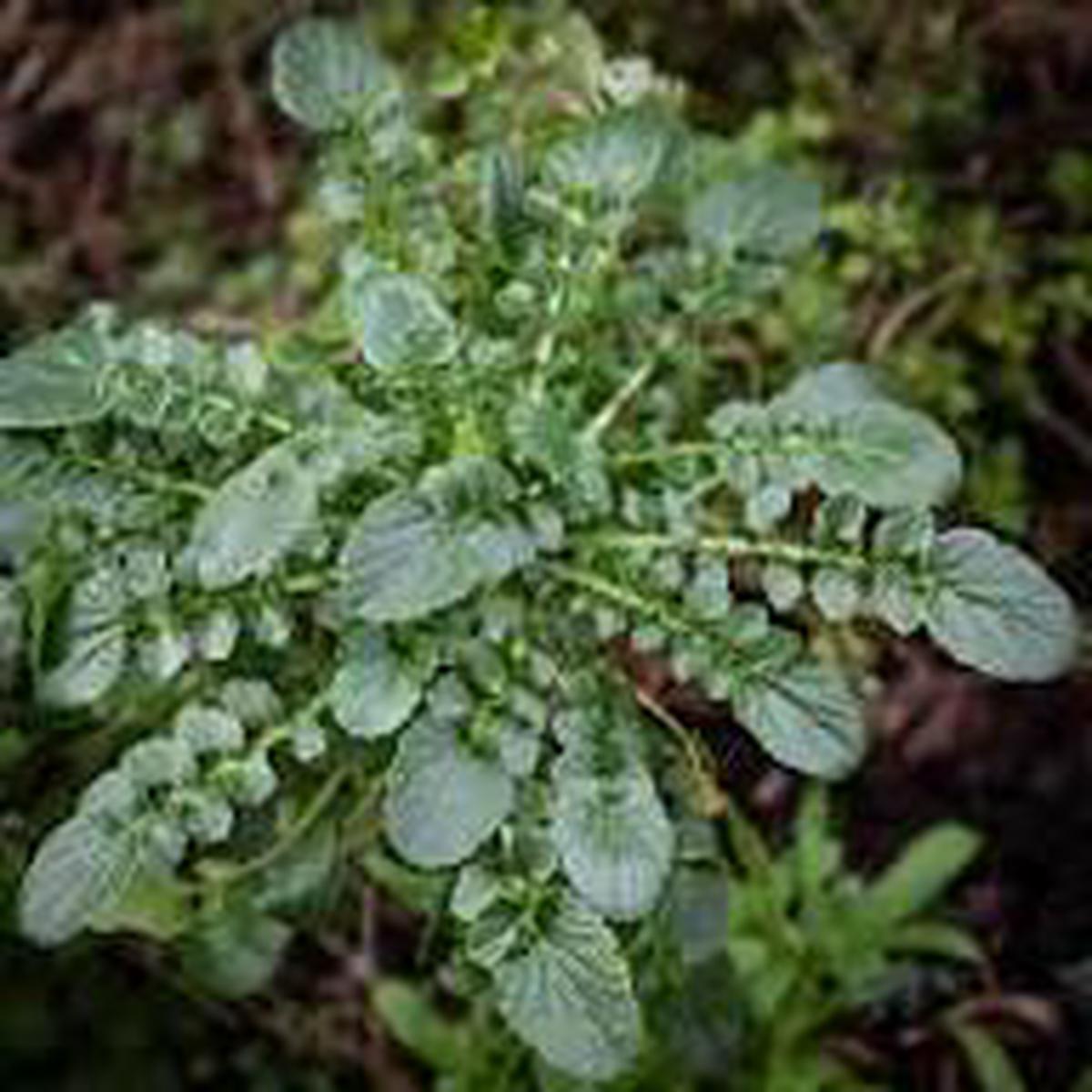 Watercress Upland Seeds Fast-Growing Leafy Green for Home Gardens & Hydroponics